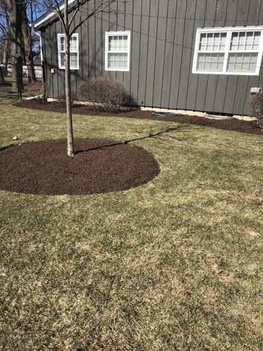 Lush lawn after professional sod installation by Harvard IL landscapers