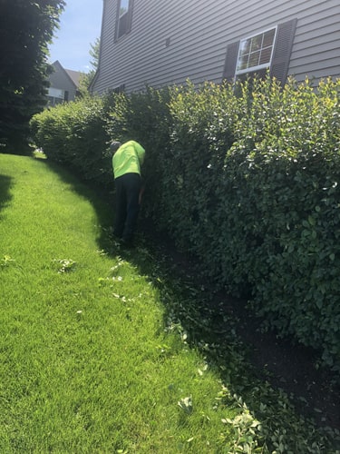 Well-manicured lawn with clean edging and trimmed bushes