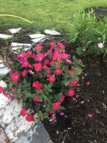 Custom wooden garden border installed around mulch and flower beds