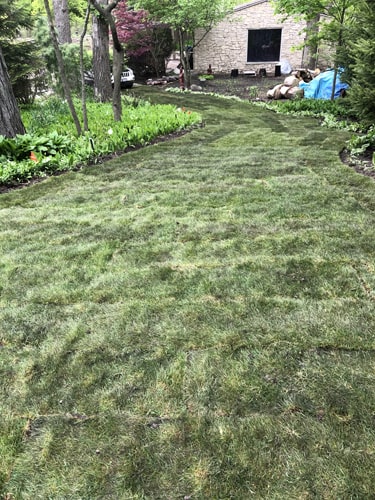 Newly installed sod with a stone walkway leading to backyard patio