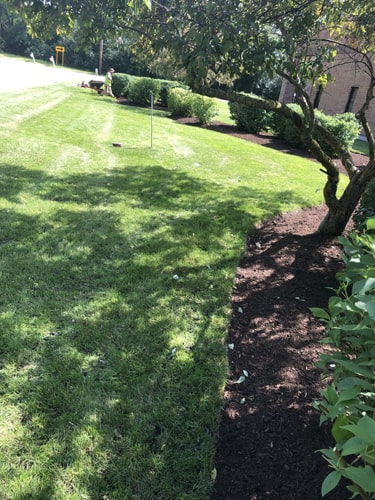 Well-maintained commercial lawn with neatly trimmed grass and clean edges