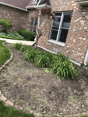 Renewed front yard garden with fresh mulch and trimmed shrubs
