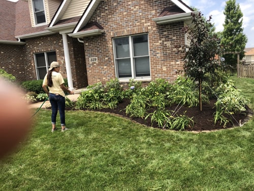 Refreshed foundation plantings with evergreen shrubs and decorative mulch