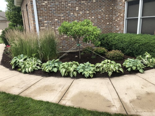 Front entrance enhanced with vibrant greenery and ground cover