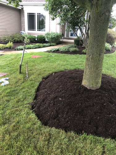 Freshly mowed residential lawn with clean edges and vibrant green grass