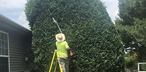 Pruning Services in Harvard IL