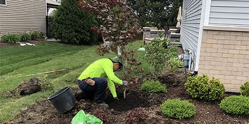 Trees And Planting Services in Harvard IL